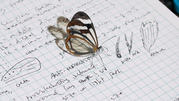 See through the Glasswing Butterfly's Fascinating Wings