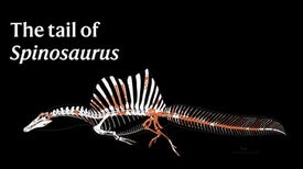 游泳恐龙：旋转龙龙的尾巴