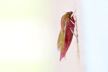 Elephant hawk moth