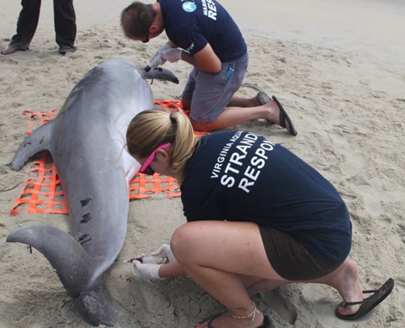 Massive Dolphin Die-Off Eludes Final Explanation