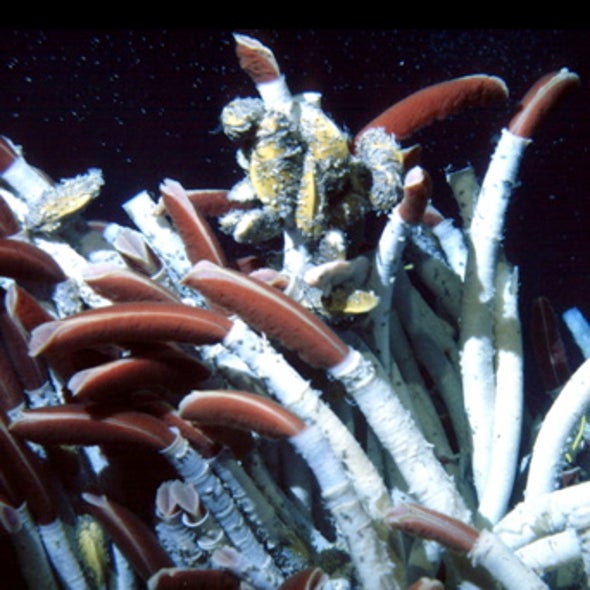 Massive Ocean Eddies Stir Up Life around Deep-Sea Vents