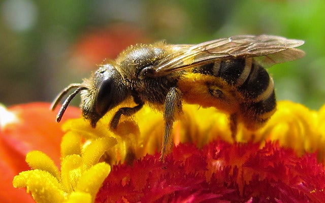Bee Symbiosis Reveals Life's Deepest Partnerships: Q&A - Scientific American