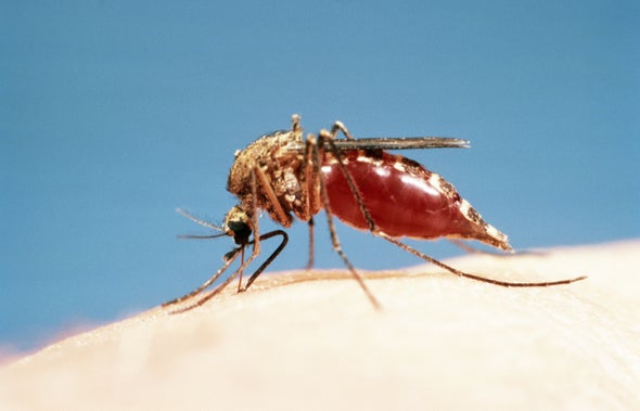 The Other Reason Mosquitoes Want to Suck Your Blood