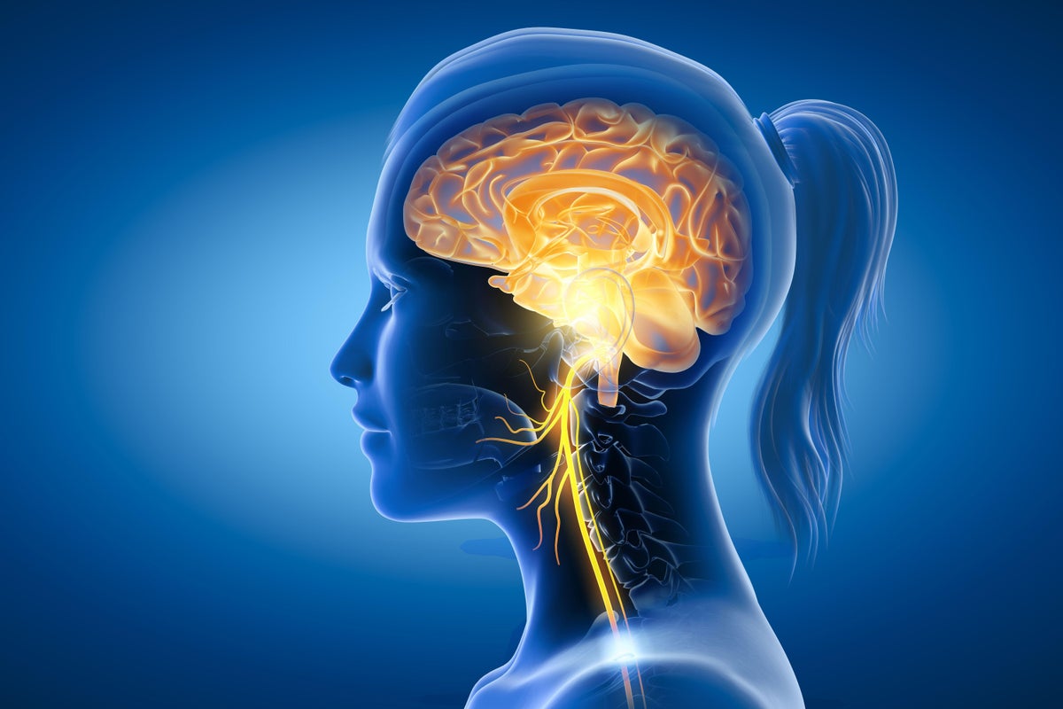 Everything You Need to Know About the Vagus Nerve - Living Life