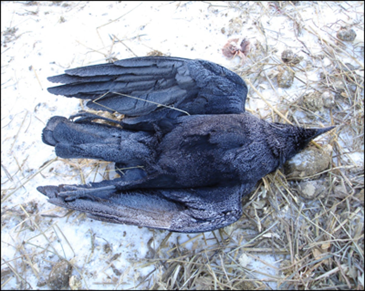 The Other Avian Epidemic | Scientific American