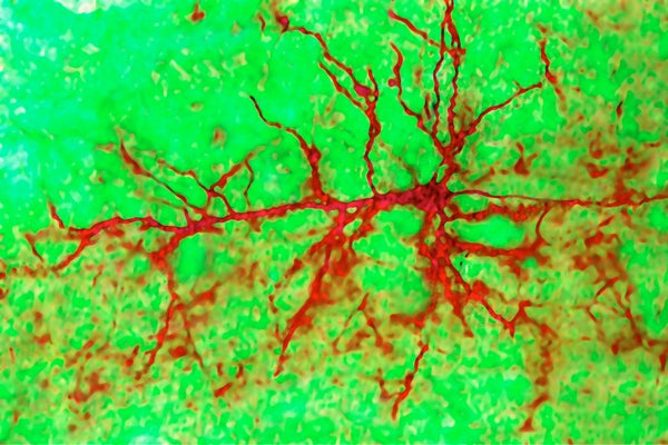 research article about neurons