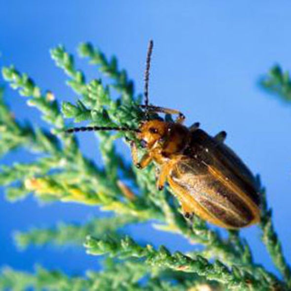 Are Beetles Imported into the U.S. to Kill Invasive Trees Doing Too Good a Job?