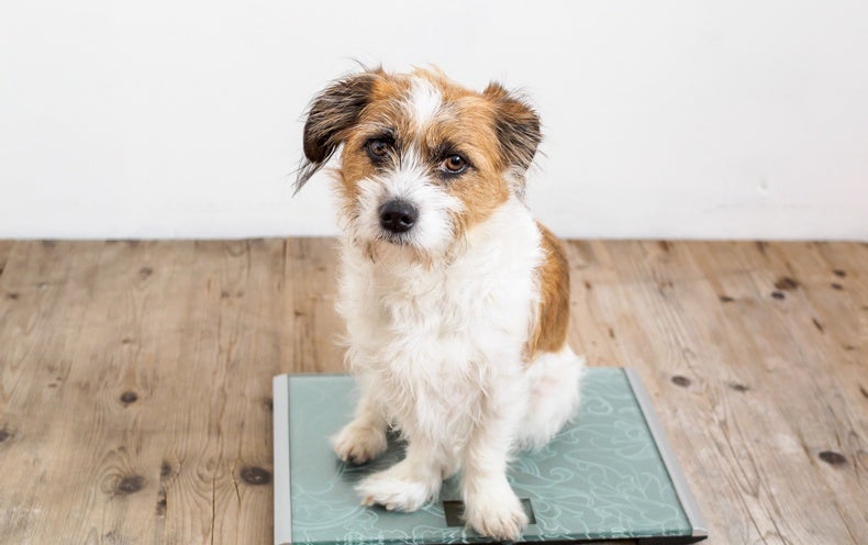 How Weight Bias May Affect Dogs and Their Owners