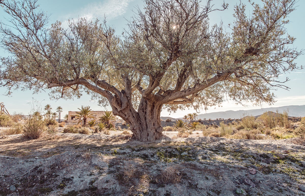 Olive Oil Prices Surge as Persistent Drought Ravages Mediterranean