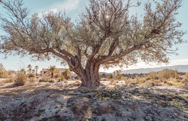 A large olive tree stands in a desert landscape with a mountain backdrop, a house and palm trees visible in the distance