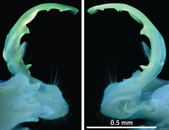Millipede Genitalia Glow in Ultraviolet Light