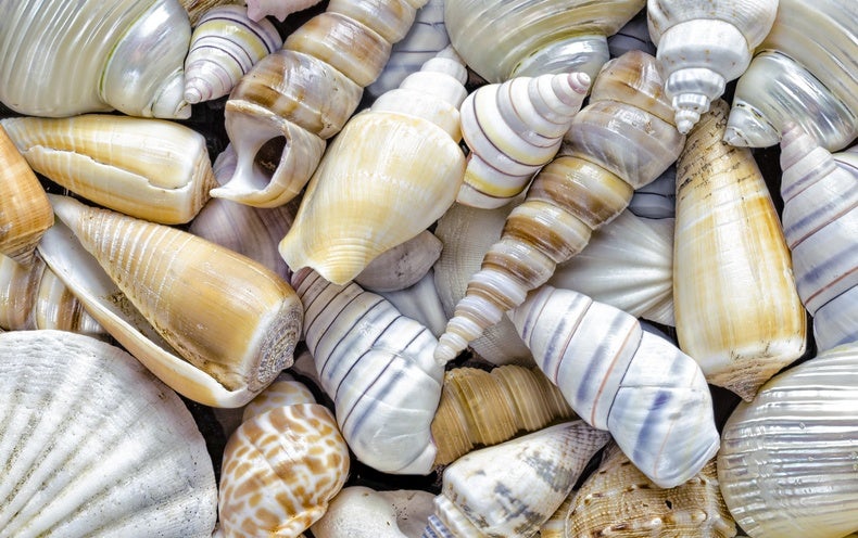 How are seashells created? Or any other shell, such as a snail's or a  turtle's? - Scientific American