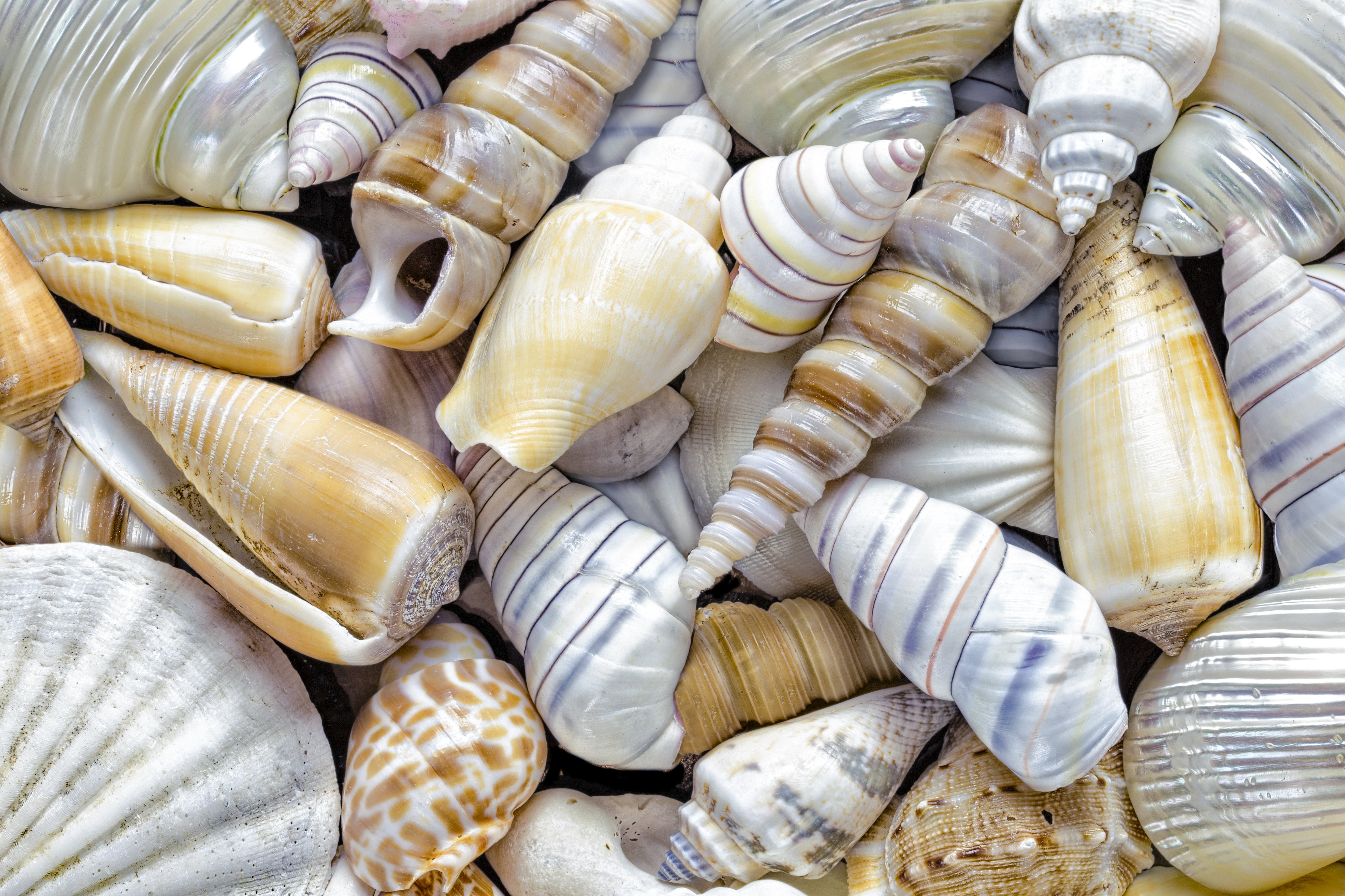 How are seashells created? Or any other shell, such as a snail's