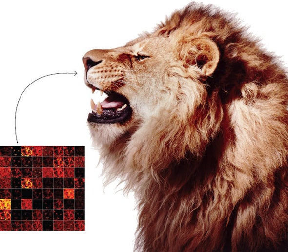 Lion Facial Recognition Debuts in Africa Scientific American