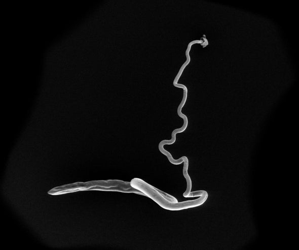 Gut Parasites Have Their Own Gut Microbiomes