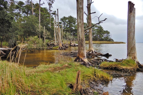 Remains of dead trees in seawater on North Carolina coast.