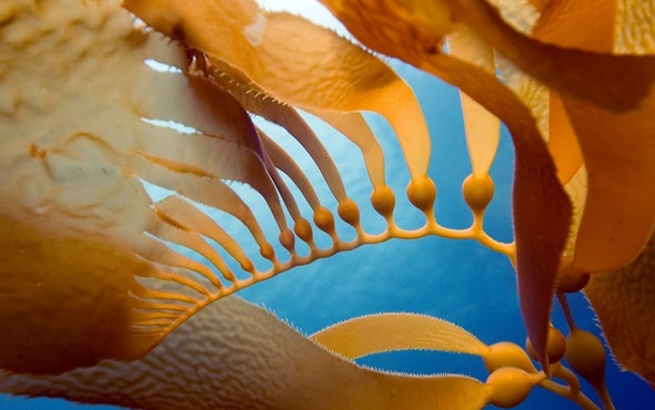 To Fight Climate Change: Grow a Floating Forest, Then Sink It