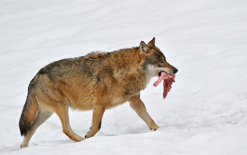 Humans May Have Befriended Wolves with Meat - Scientific American