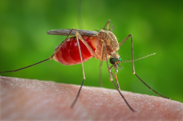 Culex quinquefasciatus mosquito