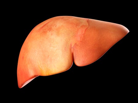Human liver