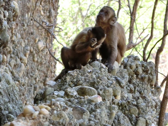 Wild Monkeys' Stone "Tools" Force a Rethink of Human Uniqueness