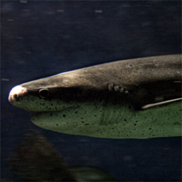 Shark Observation Network