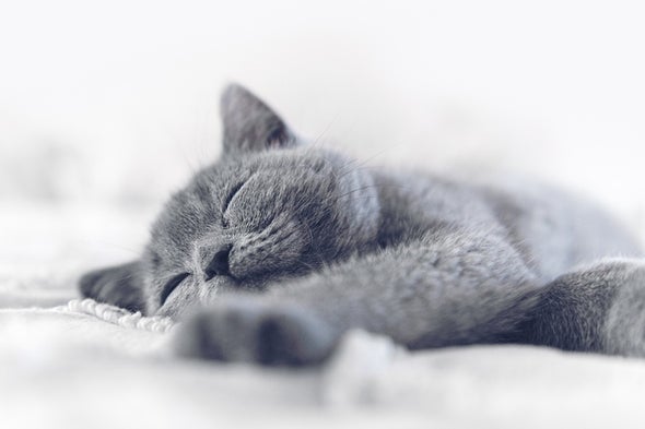 Reimagining of Schrödinger's Cat Breaks Quantum Mechanics—and Stumps Physicists