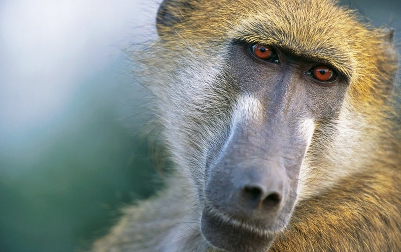 Baboons Survive for Half a Year after Heart Transplants from Pigs