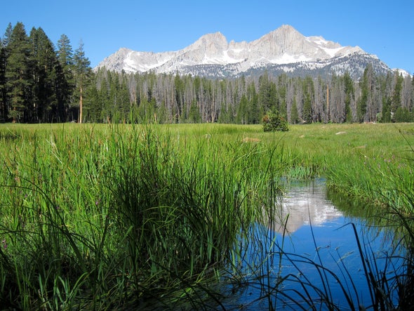 Can Meadows Rescue the Planet from CO2?