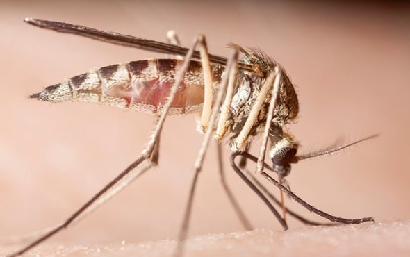 Viruses Hijack the Body's Response to Mosquito Bites