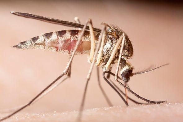 Viruses Hijack the Body's Response to Mosquito Bites