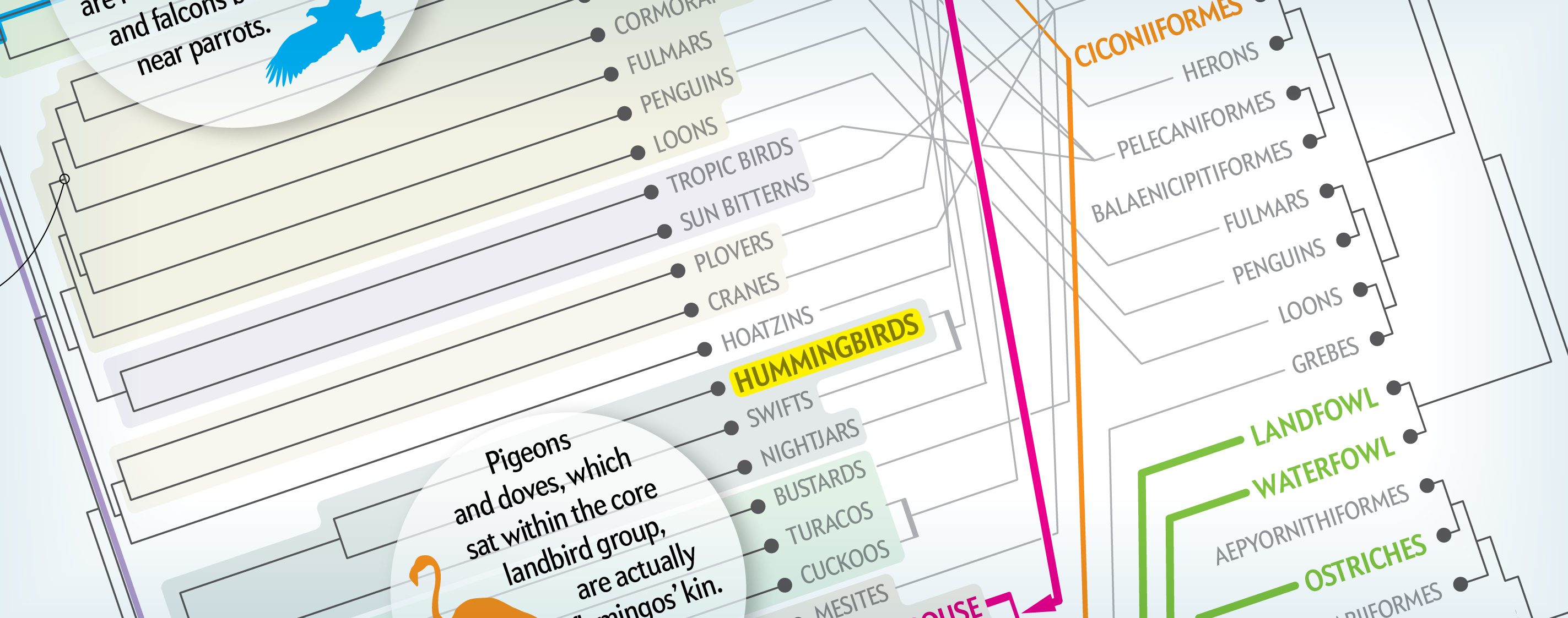 The Bird Family Tree Gets a Makeover - Scientific American