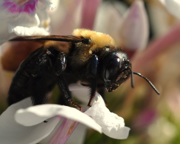 Longer Springs Might Hurt Bees, Not Help Them