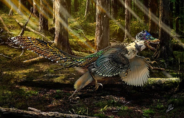 New Fossil Reveals Velociraptor Sported Feathers - Scientific American