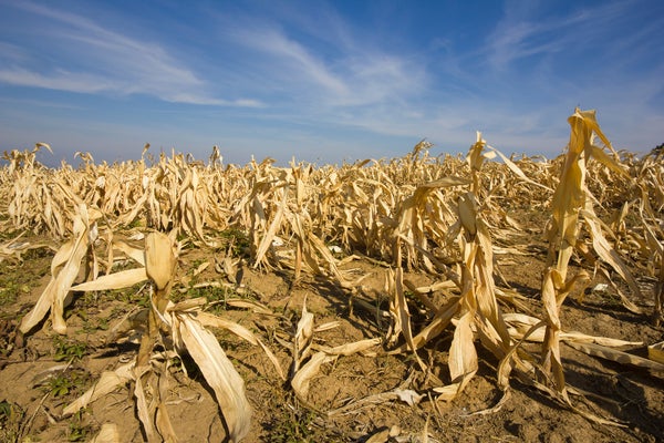 drought stressed corn crops