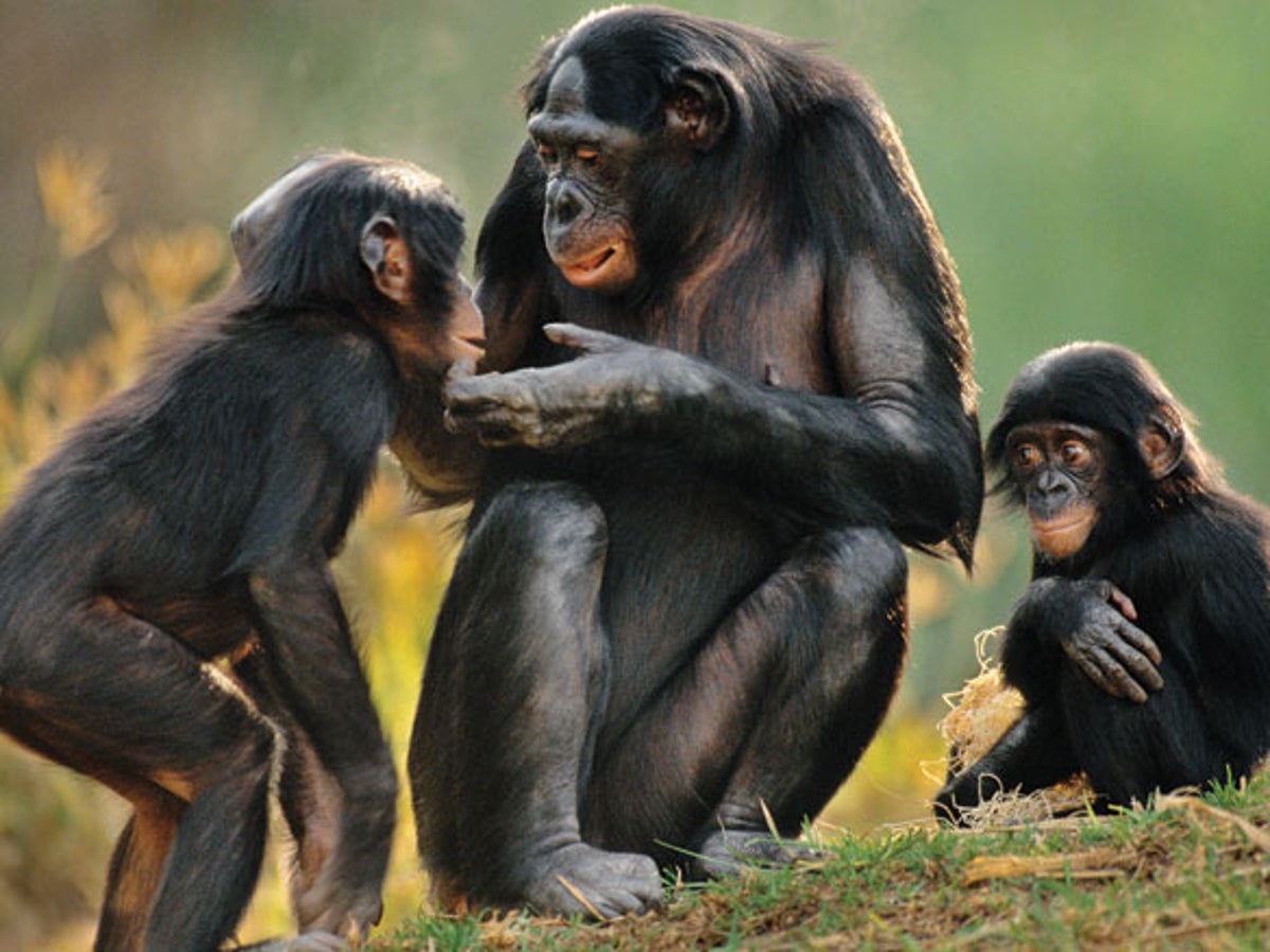 Bonobos Use Sex to Cool Tempers | Scientific American