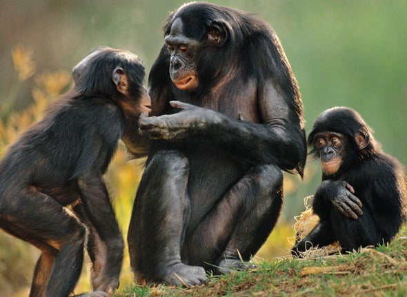 Bonobos Use Sex to Cool Tempers