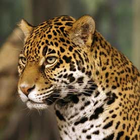 U.S. Jaguar Habitat Designation Delayed
