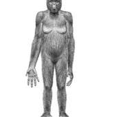 <b><i>Ardipithecus</i>, Our Last Common Link with Chimps</b>