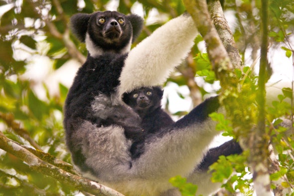 Giant Lemurs Are the First Mammals (Besides Us) Found To Use Rhythm