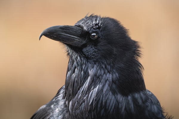 Close up of a black crow's head