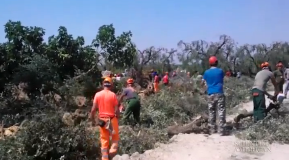 Chain Saw Massacre Escalates Fight between Olive Farmers and Government