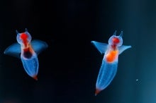 Sea Angels and Sea Butterflies Reveal Climate Change Consequences