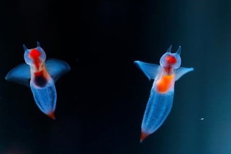 Sea angels