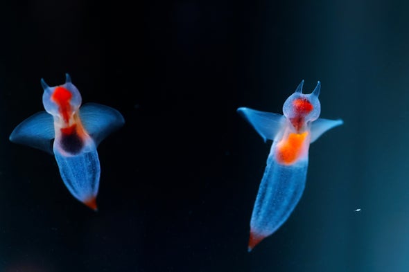 Sea Angels and Sea Butterflies Reveal Climate Change Consequences