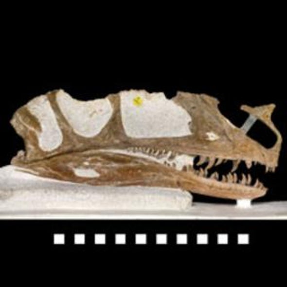 Jurassic Start: Fossil Pushes Tyrannosaurs' Origin Back 10 Million Years