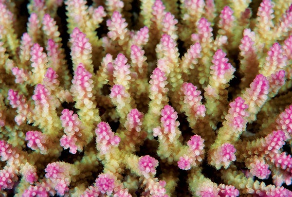 Pink stony coral.