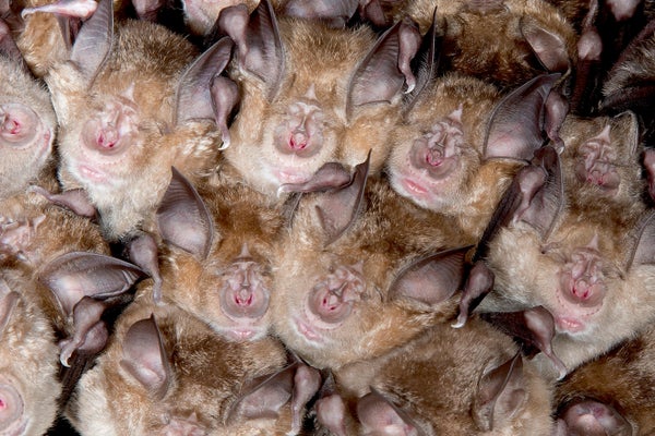 Sleeping bats all bunched up together.