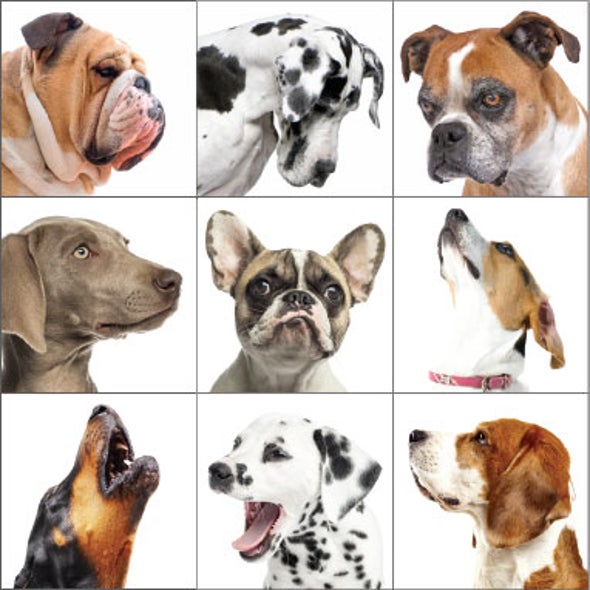 Many Animals Can Think Abstractly - Scientific American