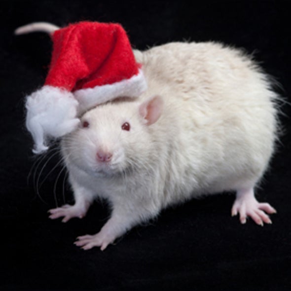 Yes, Virginia, There Is a Vampire Bat Santa